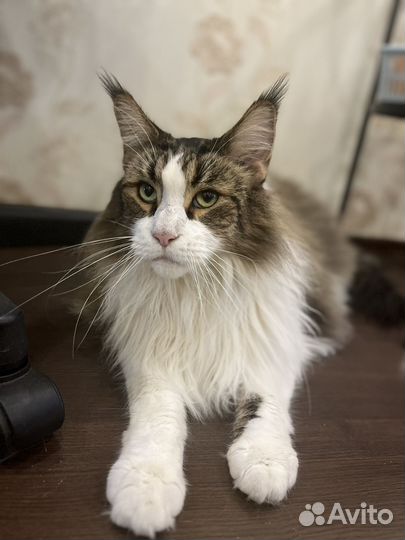 Мейкун бесплатно