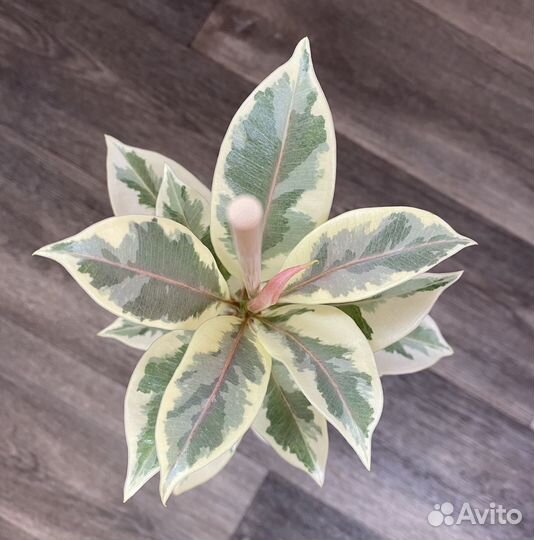 Фикус Эластика Мелани вариегатная