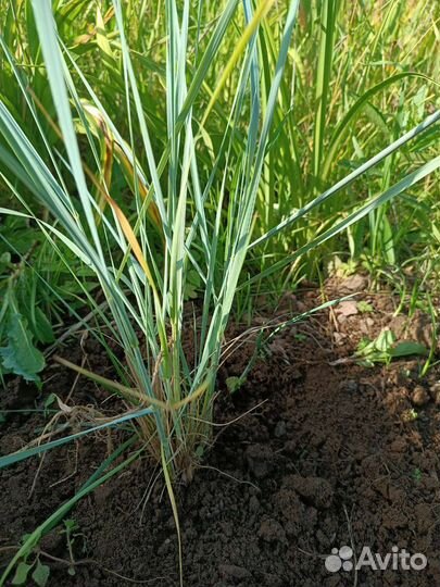 Многолетние садовые растения