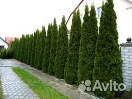 Туя для Живой изгороди