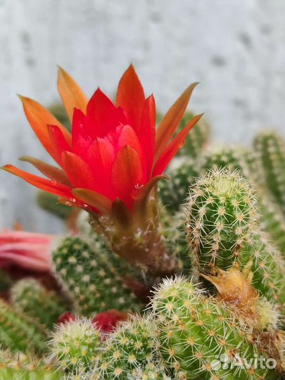 Кактусы и суккуленты