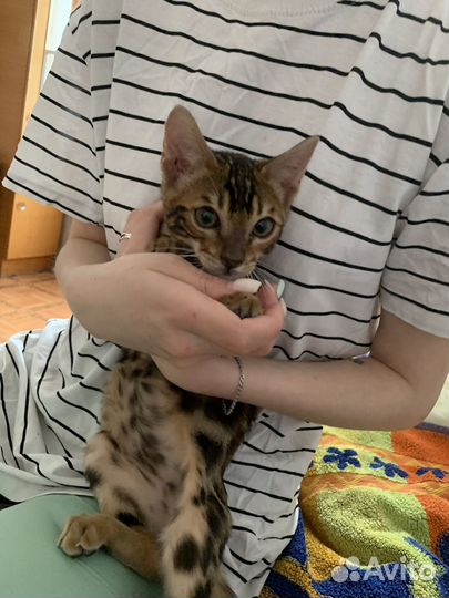 Бенгальский котёнок