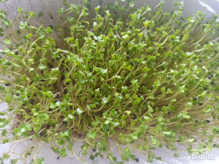 Зелень для дома