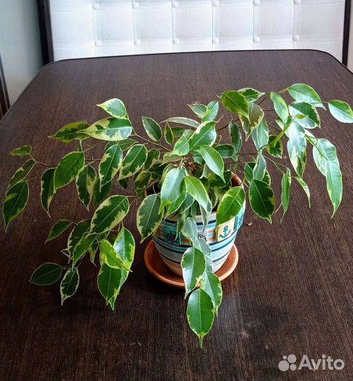 Комнатные цветы отдам бесплатно