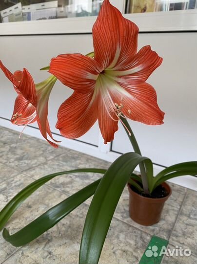 Гиппеаструм