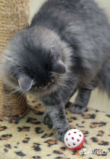 Пуша 2,5 года