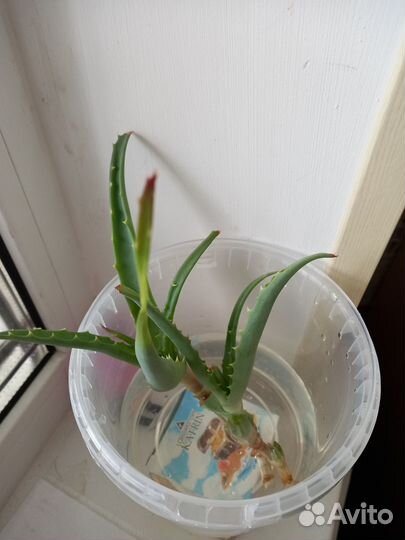 Алоэ древовидный (столетник)