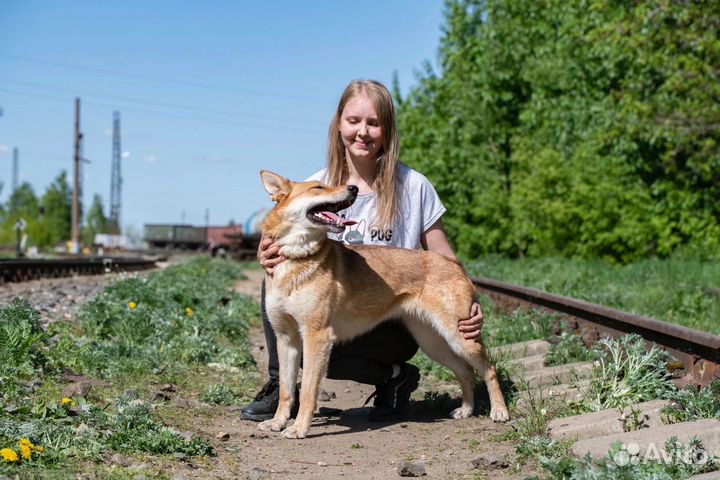 Огненная Лиса ищет семью