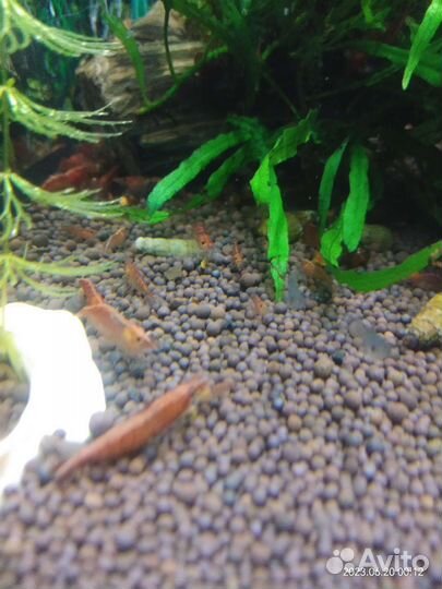 Аквариумные креветки