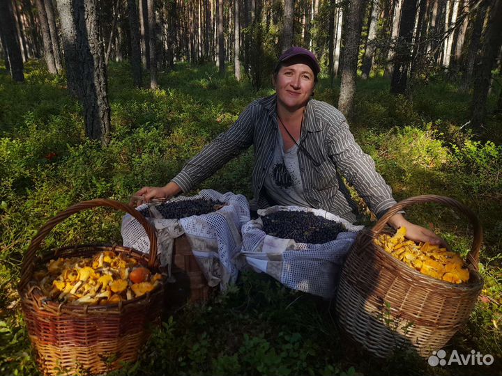 Черника весом с псковского края
