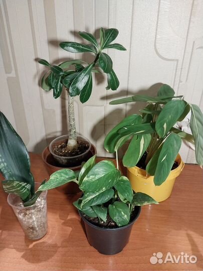 Комнатные растения