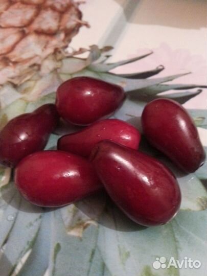 Кизил крупный грушевидный