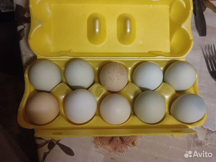 Домашние куриные яйца