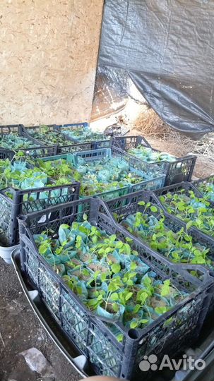 Лучшее дерево для степи, полупустыни и солончаков