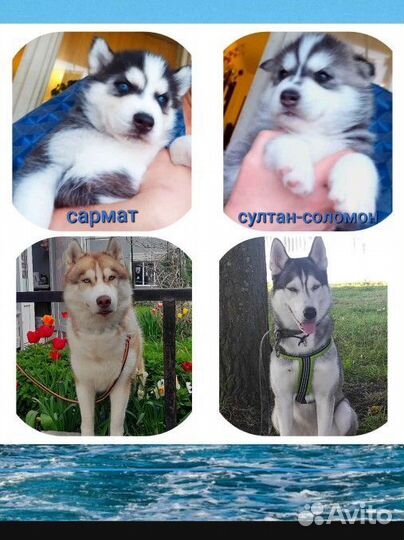 Щенки сибирской хаски девочка