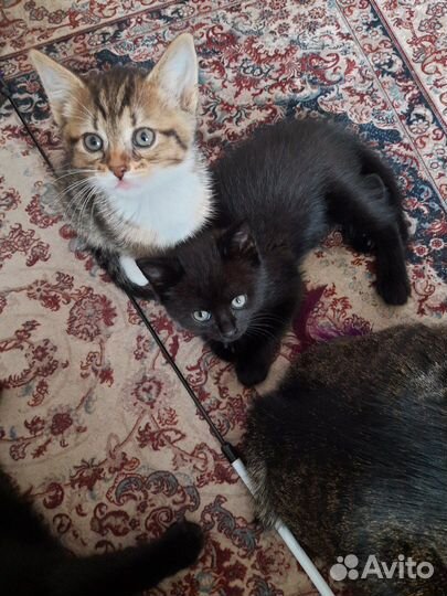 Котята усатые