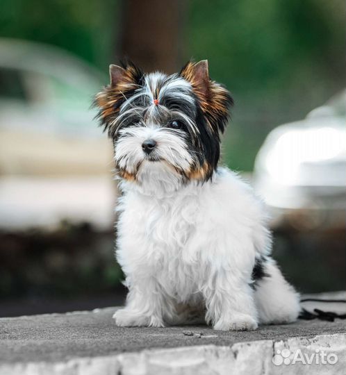 Бивер мальчик