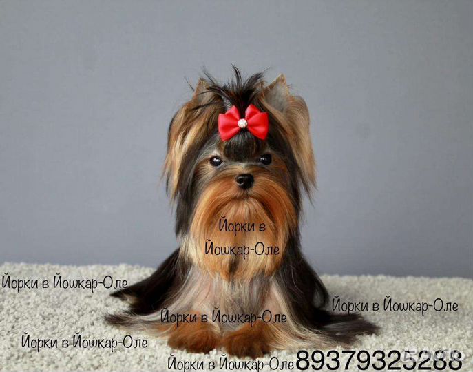 Йоркширский терьер щенки