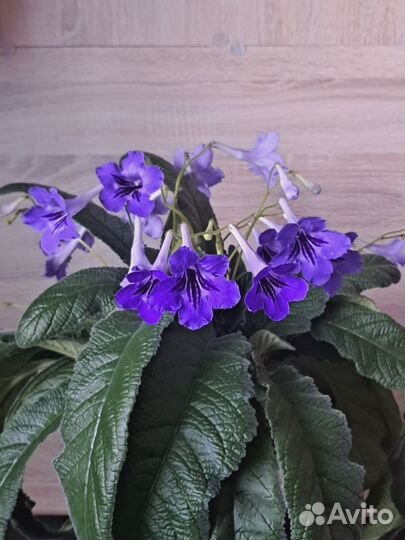 Стрептокарпус