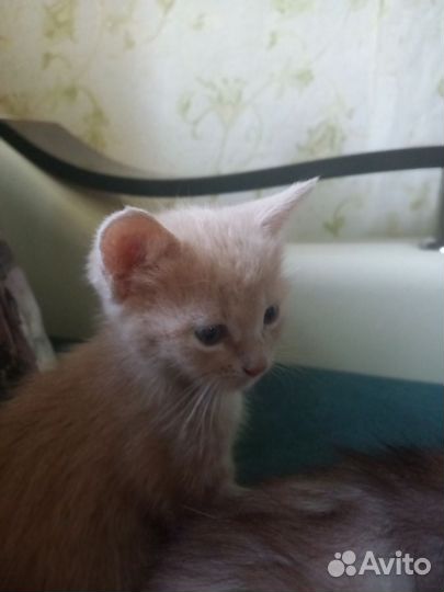 Котята в добрые руки бесплатно