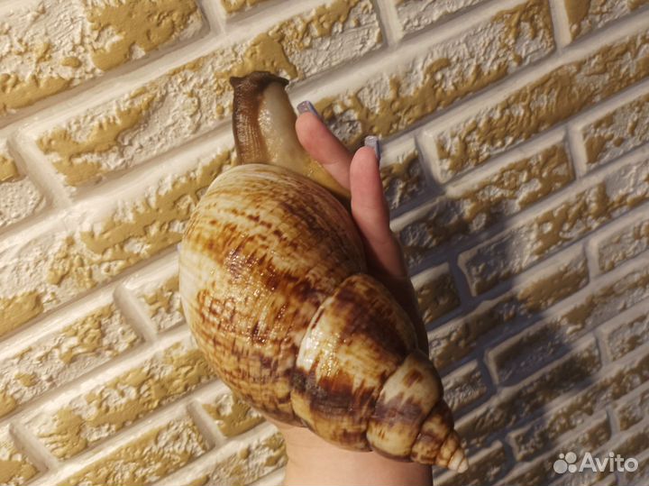 Улитка Ахатина ретикулята