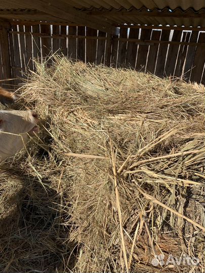 Сено в рулонах