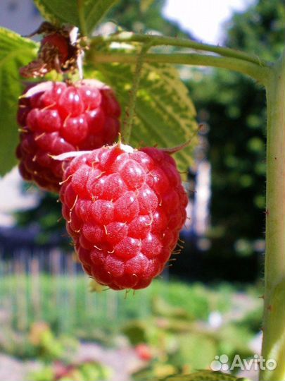 Пересадка растений, малина, клубника