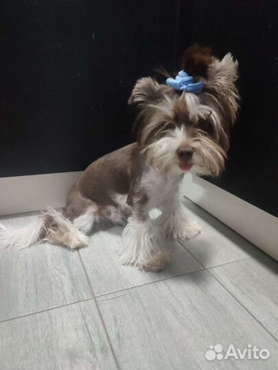 Щенки бивер йорка мини