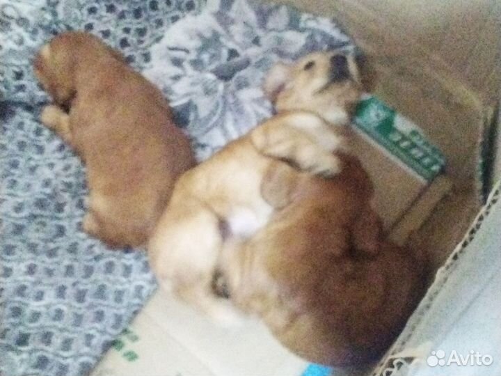 Щенки англиская спаниель все вопросы в лс