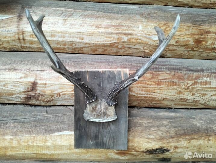 Рога оленя