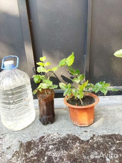 Магония падуболистная