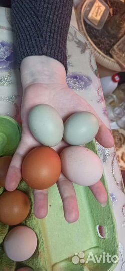 Куры несушки доминант молодки 7мес