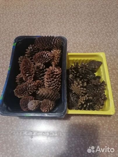 Шишки еловые и сосновые