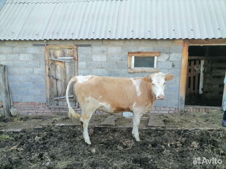 Бычки и телки