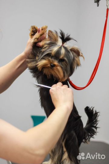 Груминг. Стрижка собак и кошек на Шахматной 4в