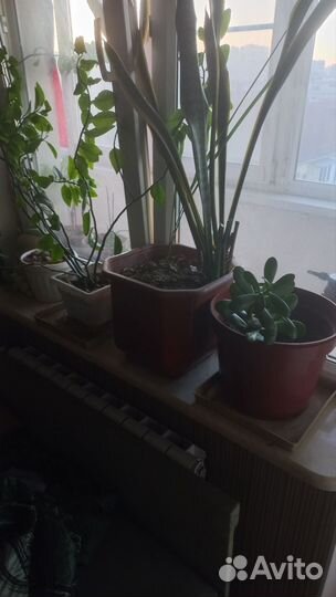 Комнатные растения