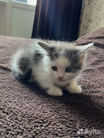 Отдаю котенка