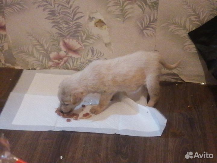 Собака щенок девочка