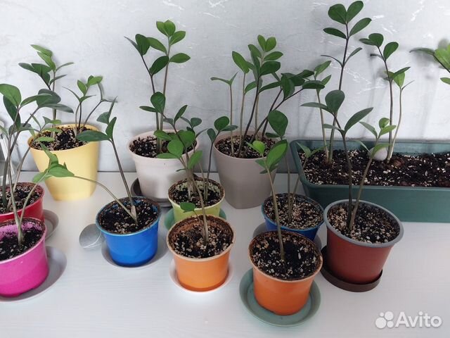 Долларовое дерево купить в Волгограде | Товары для дома и дачи | Авито