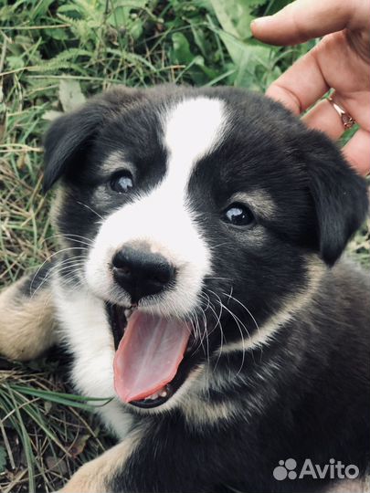 Щенок