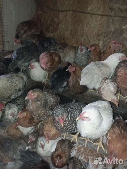 Инкубационное яйцо кур несушек