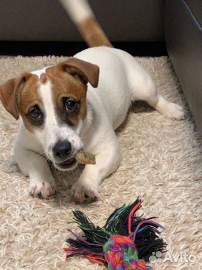Джек рассел ищет подругу для вязки
