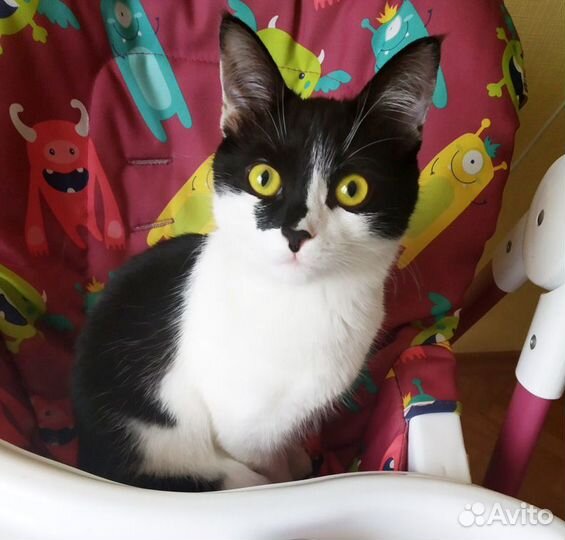 Зайка - маленькая добрая черно-белая девочка 2,5 м