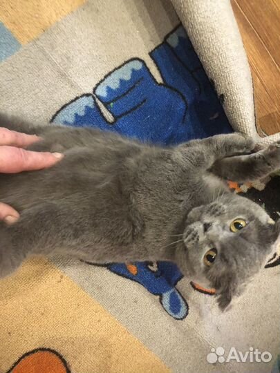 Кошка британка