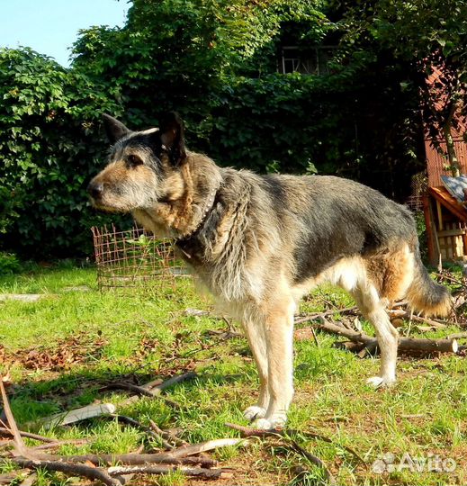 Идеальный песик-трехлапик ищем дом/передержку