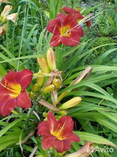 Лилейники сортовые