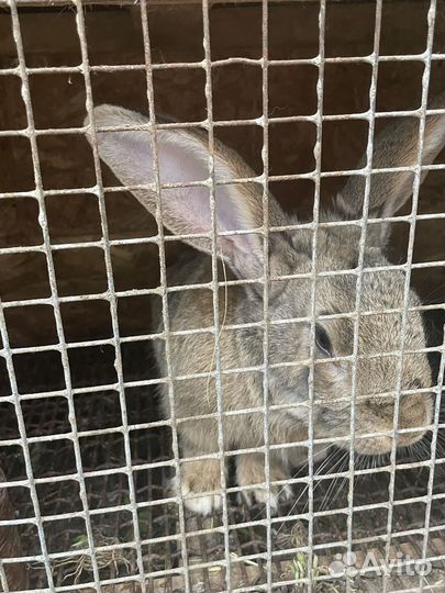 Кролики мясных пород