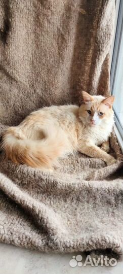 Ищет дом великолепный кот Апельсин