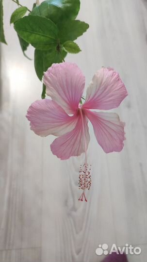 Сортовые гибискусы