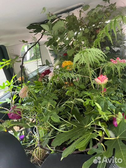 Садовые и комнатные растения